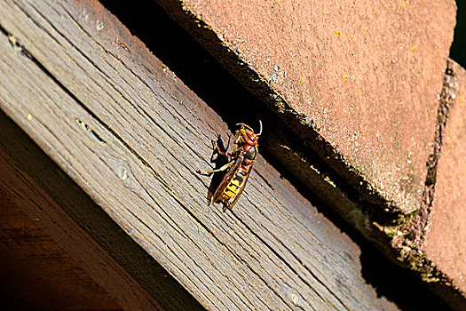 大黄蜂,坐,太阳,屋顶,清洁,触角