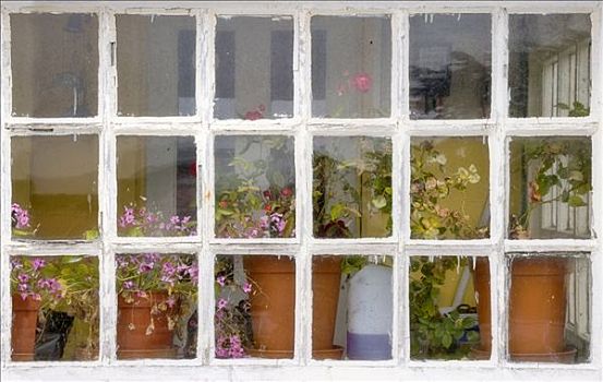 盆栽,窗,窗台,福克兰群岛,英格兰
