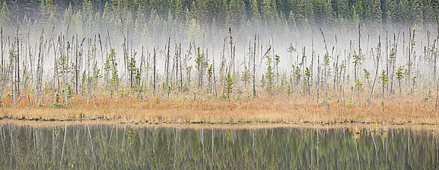 雾状,早晨,罗布森山省立公园,不列颠哥伦比亚省,加拿大