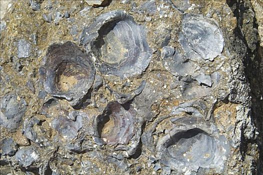 石化,壳,化石,悬崖,玛丽亚,岛屿,国家公园,塔斯马尼亚,澳大利亚