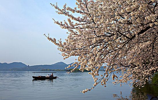 西湖风光,白堤樱花