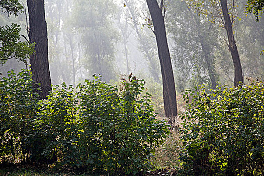 植物园,树林,草坪,安静,自然,舒适,景观,休闲