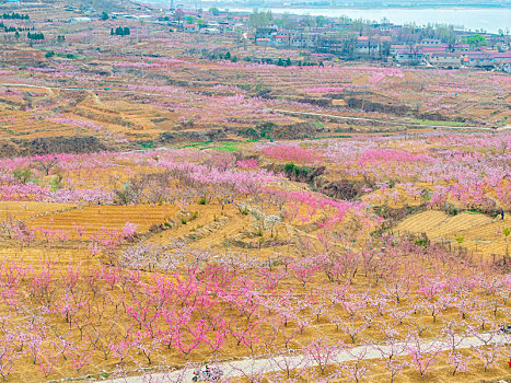 蜜桃之乡蒙阴旧寨桃花盛开