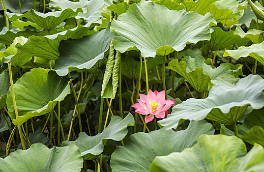 初夏新荷