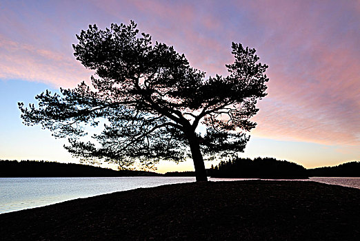 剪影,树,日落,瑞典