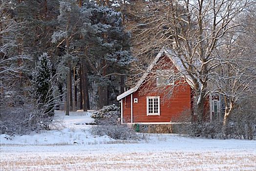 红色,房子,树林,瑞典