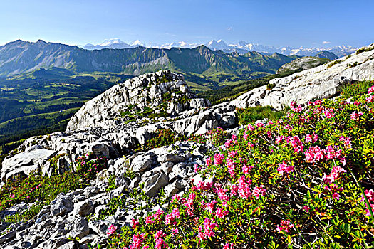 风景,伯尔尼阿尔卑斯山,艾格尔峰,少女峰,entlebuch,多毛,正面,瑞士,欧洲