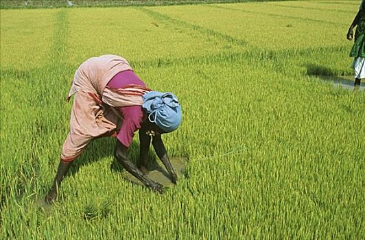 女人,工作,稻田,印度