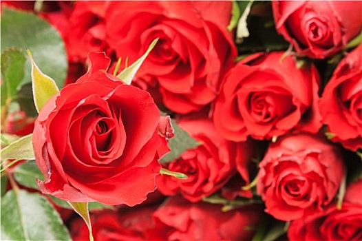 花束,红玫瑰,浪漫,礼物,背景
