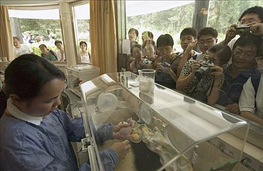 大熊猫,婴儿,游客,看,窗户,中国,研究中心,卧龙自然保护区