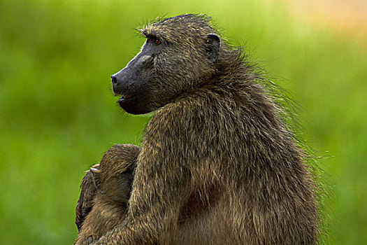 南非大狒狒,豚尾狒狒,克鲁格国家公园,南非