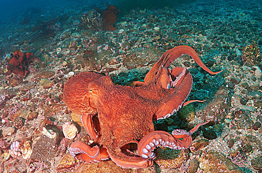 巨型太平洋章鱼,北方,太平洋大章鱼,日本海,俄罗斯,远东,俄罗斯联邦