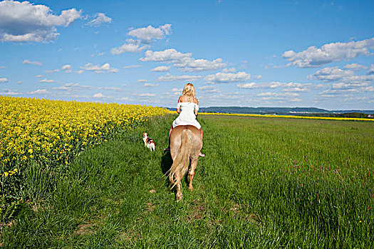 背面视角,美女,骑,哈福林格马,草地,狗,走,旁侧,春天,巴伐利亚,德国