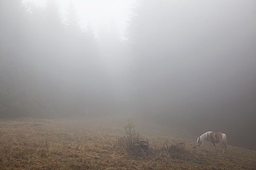 马,雾