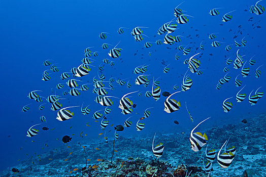 鱼群,马夫鱼属,上方,珊瑚礁,深海,印度洋,马尔代夫,亚洲
