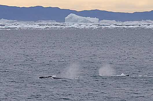 格陵兰,半岛,迪斯科湾,靠近,一对,驼背鲸,大翅鲸属,鲸鱼,正面,海岸,冰山