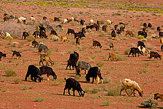 国内的山羊,成群,边缘,靠近,撒哈拉沙漠,摩洛哥,非洲