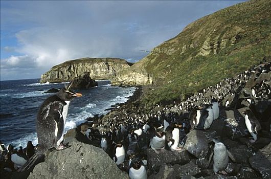 凤冠企鹅,南跳岩企鹅,生物群,漂石,斜坡,企鹅,湾,坎贝尔岛,新西兰