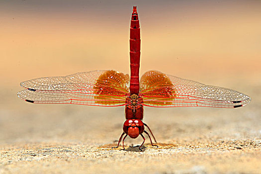 红色,蜻蜓,成年,国家,公园,南非