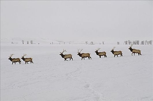 麋鹿,鹿属,鹿,牧群,走,排列,国家麋鹿保护区,怀俄明
