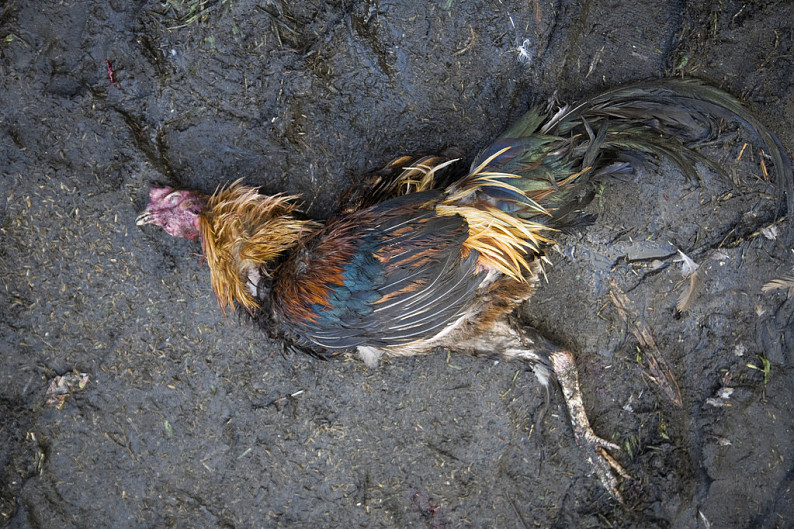 鸡大飞的死相图片