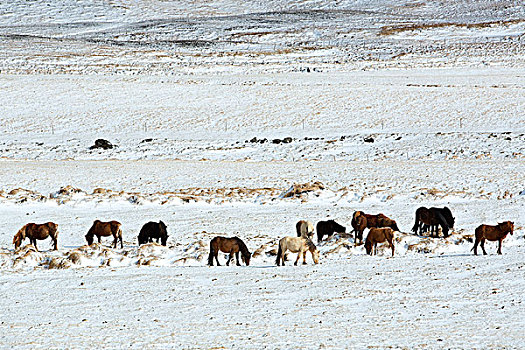 牧群,冰岛马,冬天,风景
