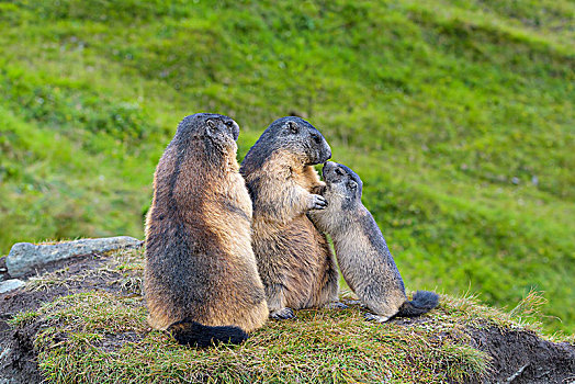 阿尔卑斯山土拨鼠,旱獭,两个,成年人,幼兽,上陶恩山国家公园,奥地利