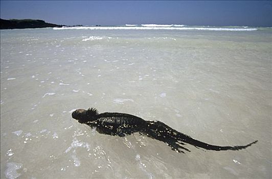 海鬣蜥,游泳,浅水,加拉帕戈斯群岛,厄瓜多尔
