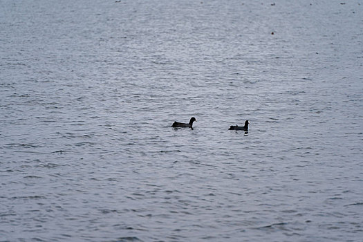 四川德阳广汉市三星湖晴天的下午湖面上的水鸟