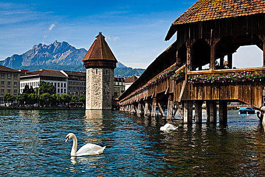 小教堂,桥,卢塞恩市,瑞士
