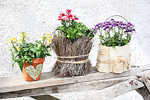 安放,开花植物,小,种植器皿,装饰,多样,道路,木板