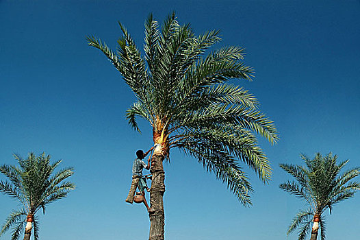 棕榈树,果汁,孟加拉,十二月,2005年