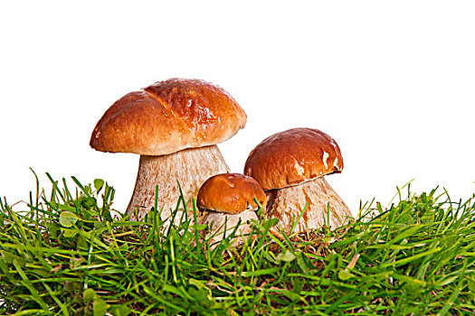 三个,蘑菇,隔绝,白色背景