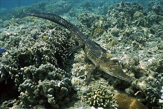 咸水鳄,湾鳄,水下,岛屿,巴布亚新几内亚