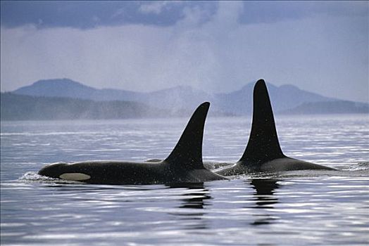 逆戟鲸,一对,平面,温哥华岛,不列颠哥伦比亚省,加拿大