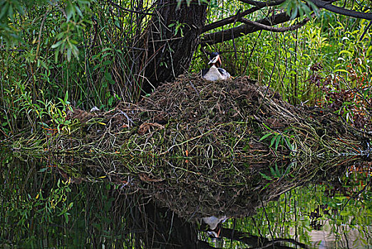 凤头鸊鷉,巢穴,湖,新西兰