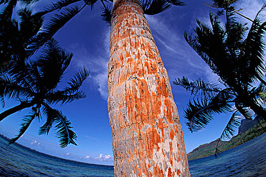 法属玻利尼西亚,波拉波拉岛,棕榈树