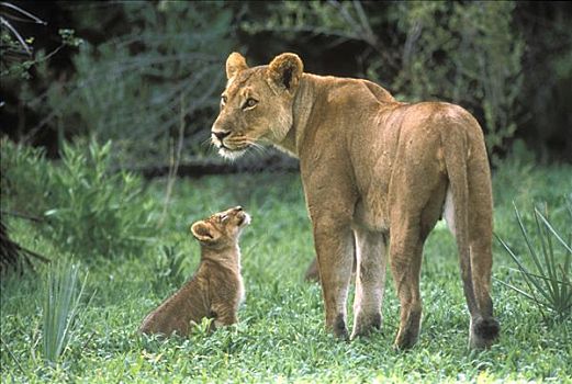 非洲狮,狮子,母兽,幼兽,莫瑞米,野生动植物保护区,奥卡万戈三角洲,博茨瓦纳