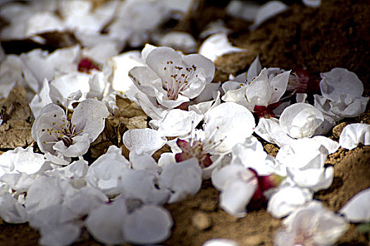 地面上散落的白色花瓣