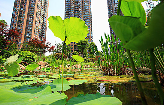 内景,绿化,水池