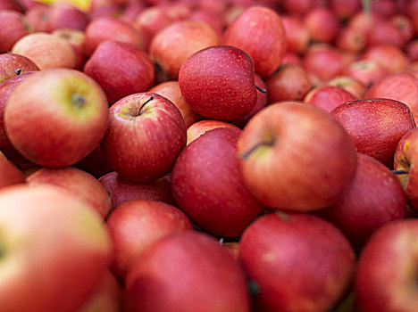 红苹果,农民,市场,西雅图,华盛顿
