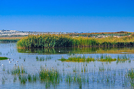 沙湖湿地景观