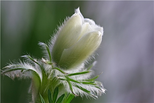 白头翁花