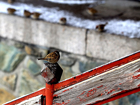 北京,户外,自然,白天,公园,风景区,冬天,雪,下雪,小雪,积雪,树干雪,石狮子,路桩,背景,外部,风景,北方,扫雪,小鸟,麻雀,报团取暖,成双成对,树枝,锁具,铁锁,大背景,亭子,栏杆,两只小鸟,两