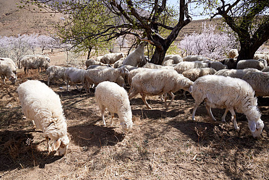 河北省张家口阳原县果园里的羊群