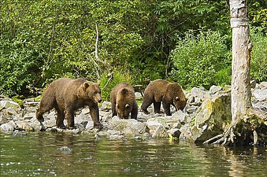 大灰熊,棕熊,两个,年轻,幼兽,走,树林