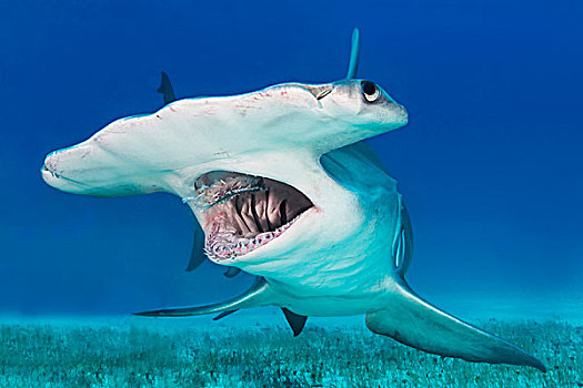 槌头双髻鲨,巴哈马,北美