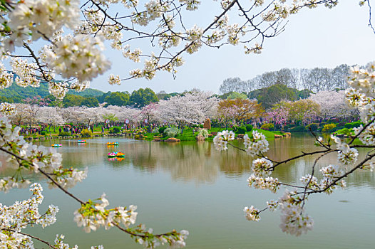 初春东湖樱花园