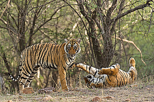 两个,孟加拉,印度虎,虎,亚成体,拉贾斯坦邦,国家公园,印度,亚洲