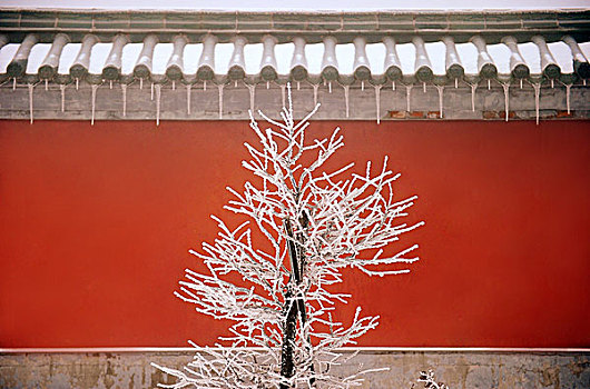天门山寺红墙外的一树雪挂